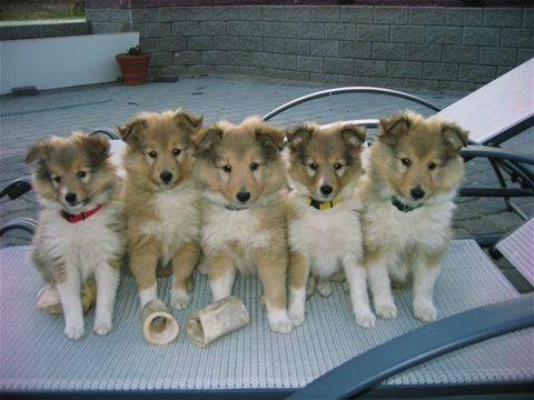 Dette var vores første hvalpekuld, født 2. april 2008.
Fra venstre Shiva, Tica, Naledi (Tiffi), Dixie og Jacky.
Nr. 2 fra venstre Tica bor hos os og er mor til Indi, Justy, Puck, Louie, Tico m.fl.
