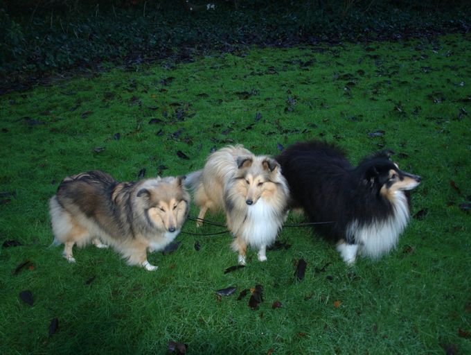 Jenner's Great Poseidon (Louie) i midten.
Far: Jenner's Mickey Mouse (Mickey) th.
Mor: Jenner Tica Dawn (Tica) tv.