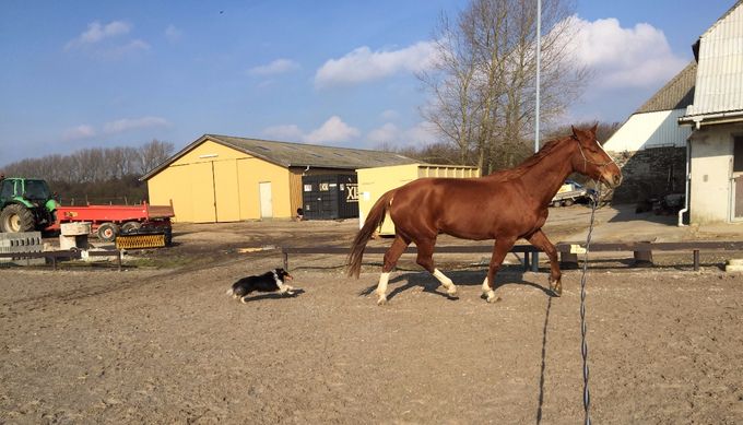 Brandy hyrder hest, - foto fra Brandy`s ejer Sandra. 