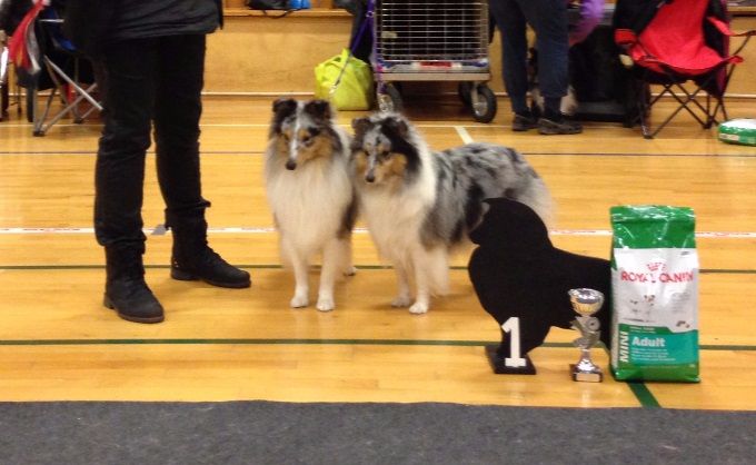 BWNL16 Jenner`s Blue Eclipse of The Sun (Eddie) 1v MK 2BHK Cert  Ejer: Kennel Jenner.
DKCH Poulsgaards Go To The Top  (Fie) 2v CHK  Klubcert. Ejer: Annie Nielsen, Tårs.
