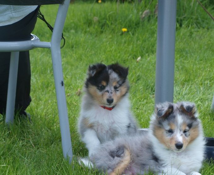 Chess og Eddie, blue-merle hanhvalpe.