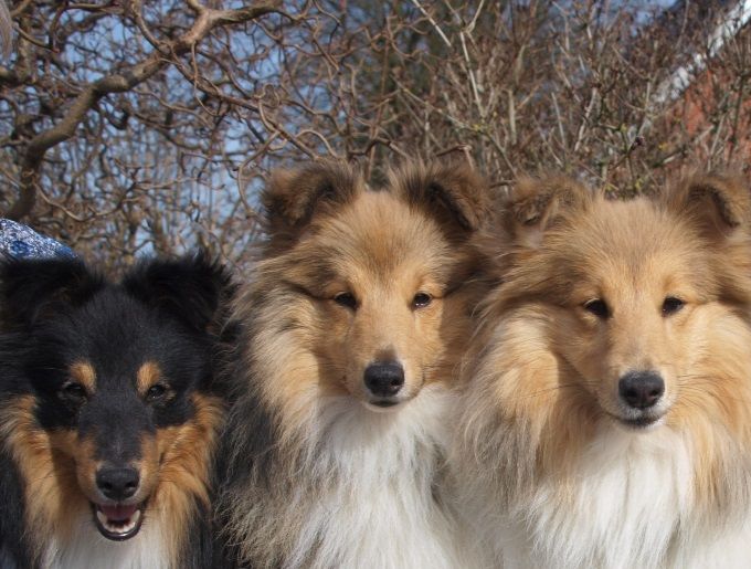Masin, Marley, Jojo og Bobby 7. april 2018, 11 mdr.