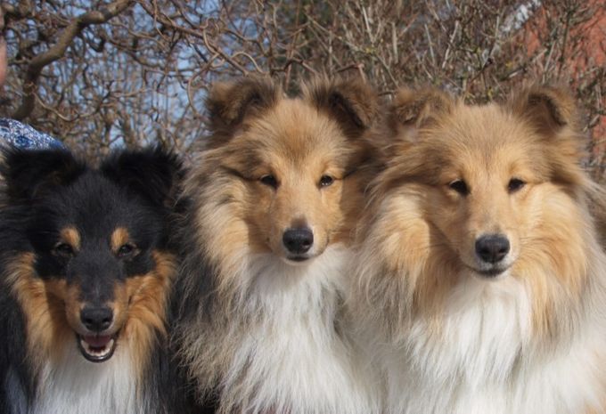 Mason, Marley og Jojo 7. april 2018. (født 5. maj 2017).