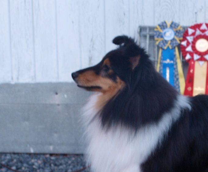 31.03.2019 DSSK Dommer Christina Bailey 	Exc.JK Plac.1 CK 3.BHK Jun.CERT jun.klub CERT, Jenner`s Perfect Model (Dima) født 28.03.2018  efter DKCH LUCH INTCH DEVDHCH Jenner`s Magnificent Snowdrop (Puck) og Lord Of The Storm From Lavika (Melvin: ejer Anne Reider Kennel Shellrick, SE).