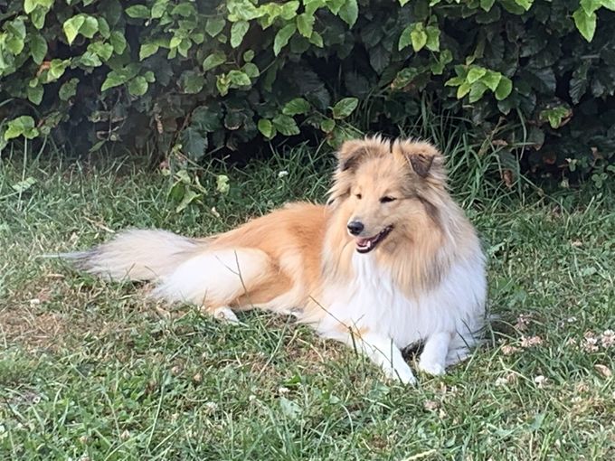 We love shelties with sweet expression.