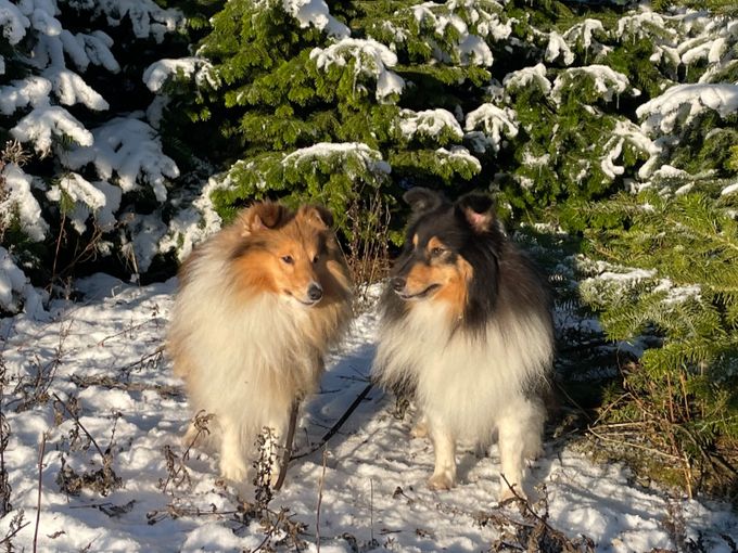 DKJUCH Jenner`s Next Englishman (Cooper) tv. og DKCH DKJUCH Jenner`s Perfect Model (Dima) th.
Fædre: Lavika Lush Life og Lord Of The Storm From Lavika.
Mor: Jenner`s Magnificent Snowdrop.
